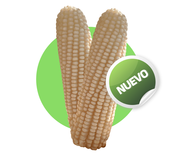 Mazorca de Predator Aspros Semillas
